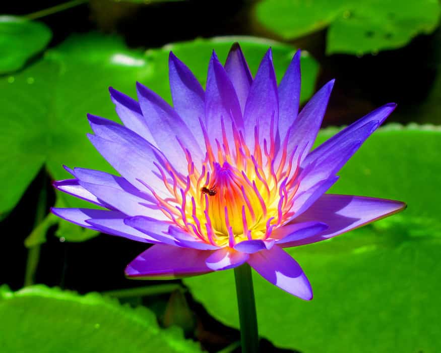 Blue Water Lily