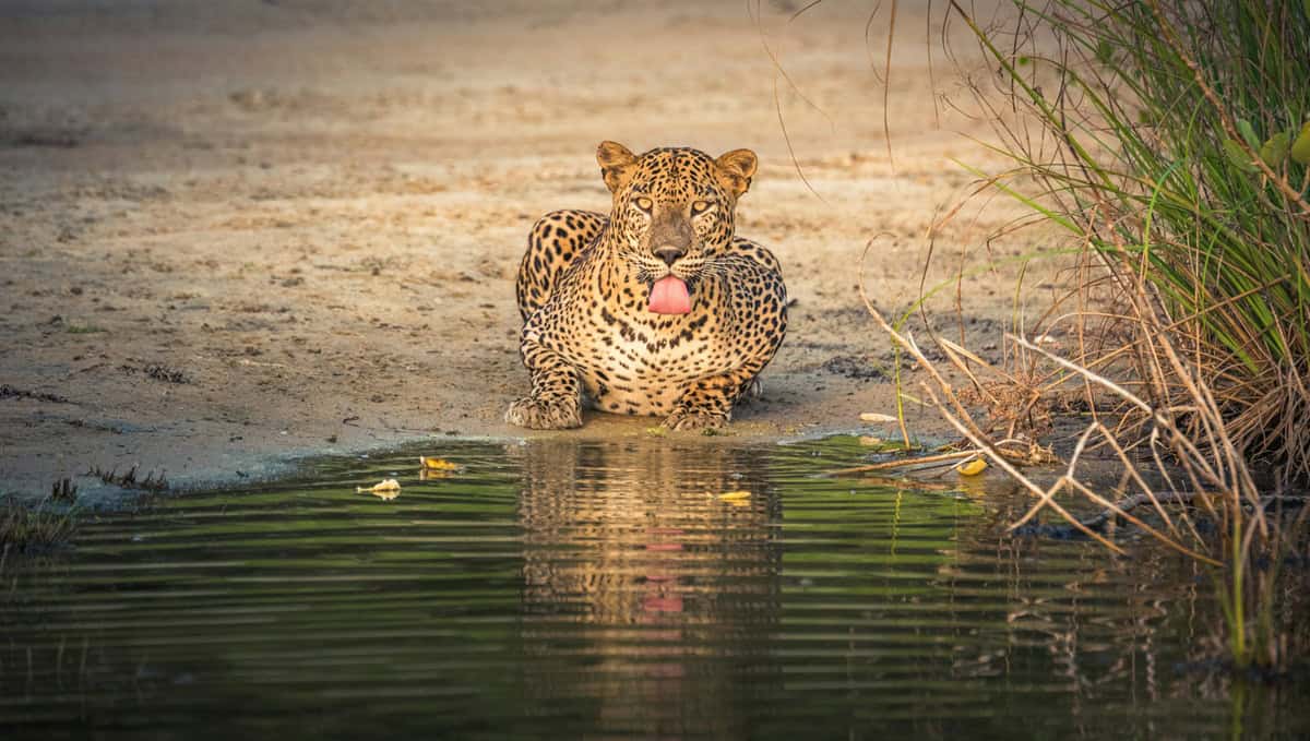 Leopard - Yala National Park