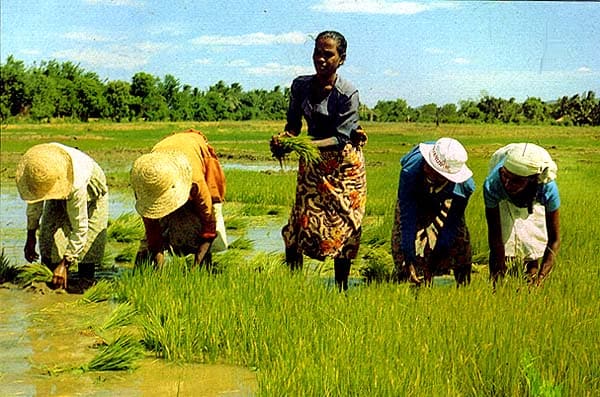 Rice Seeding in Traditional Farming in Villages