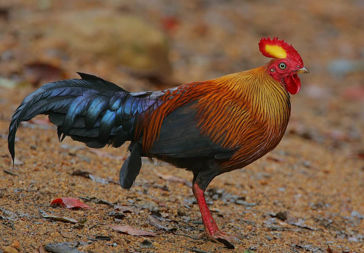 Sri Lankan Junglefowl - Sri Lanka Travel Life