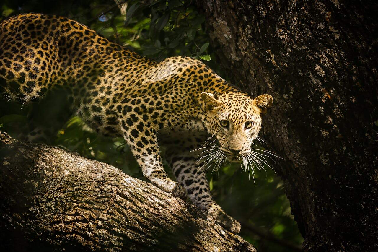 Sri Lankan Leopard