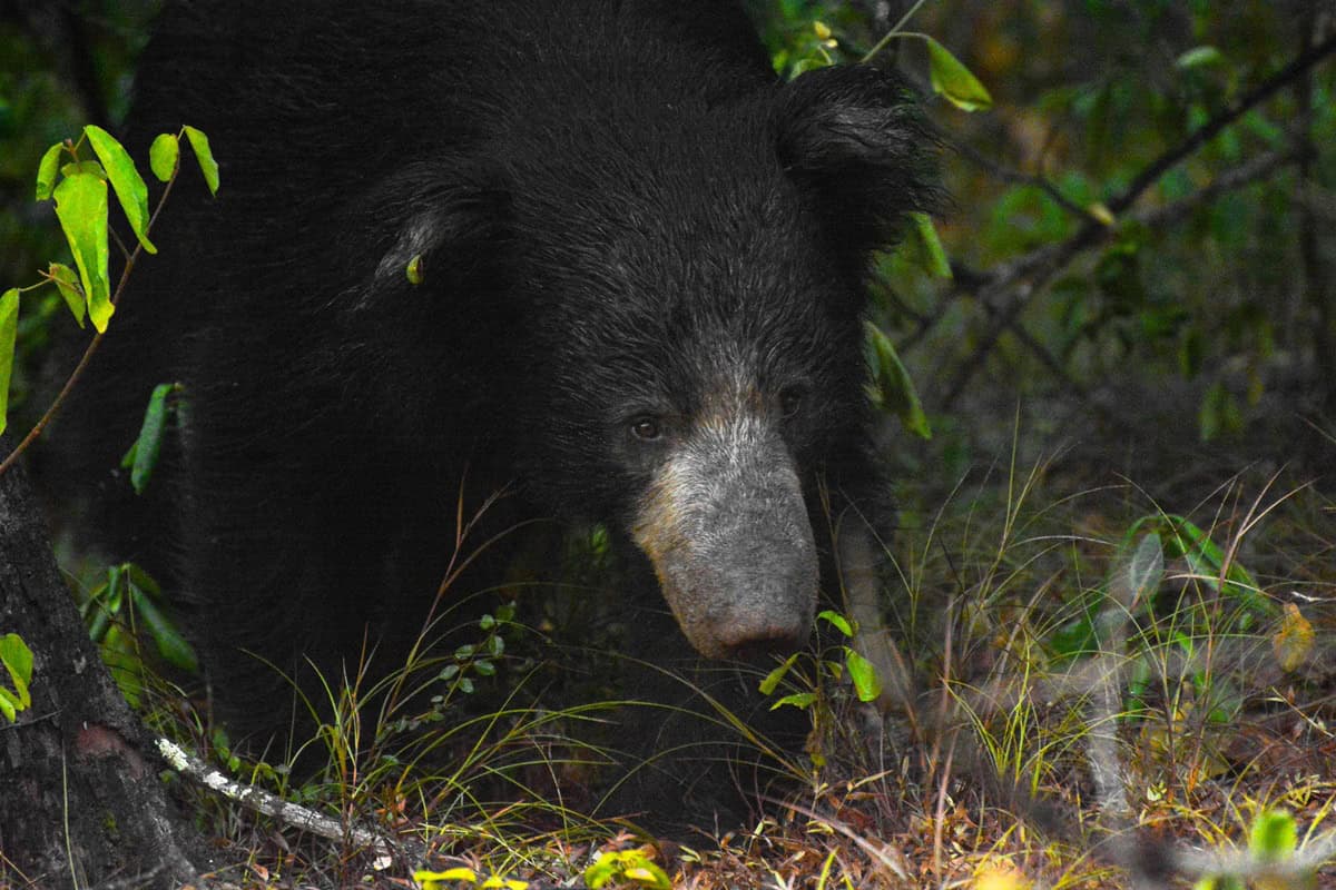 A Sloth Bear