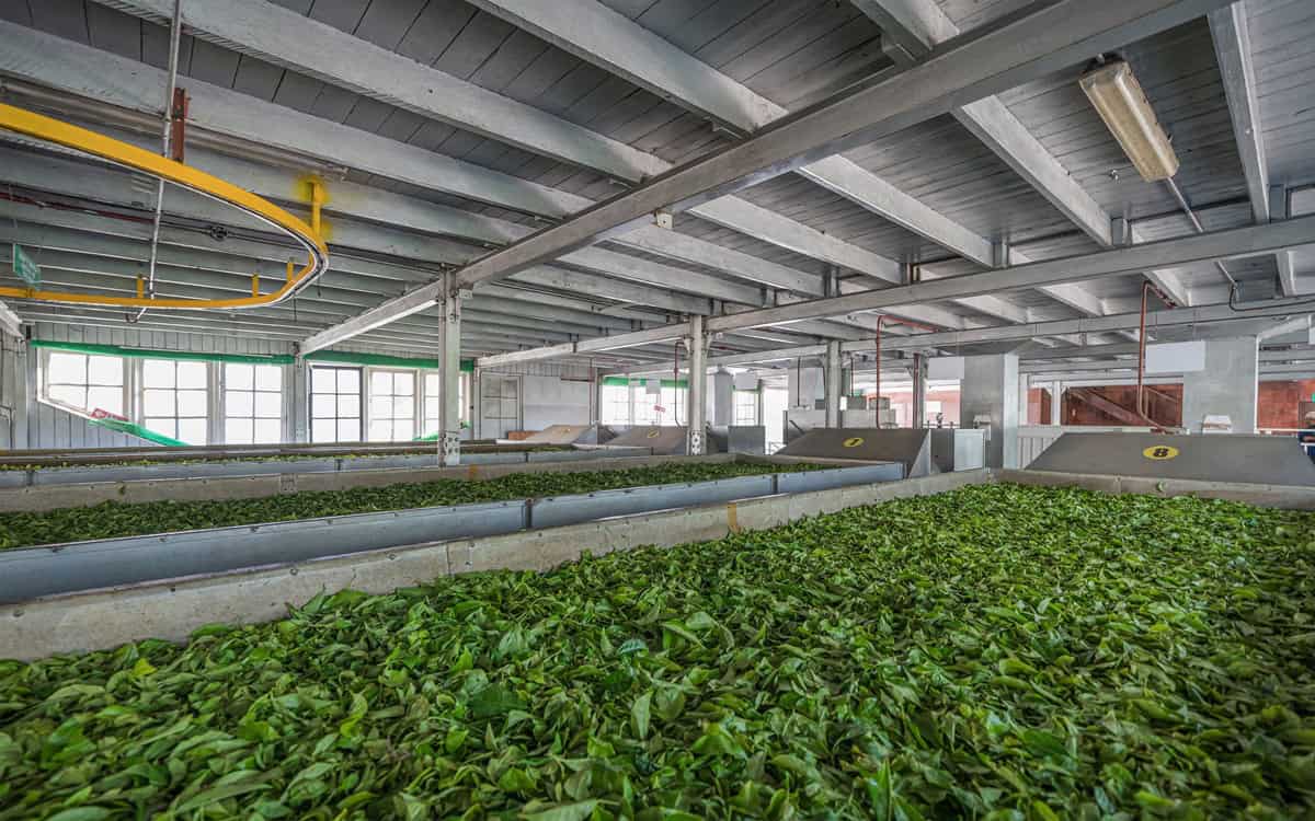 Damro tea factory in Nuwara Eliya
