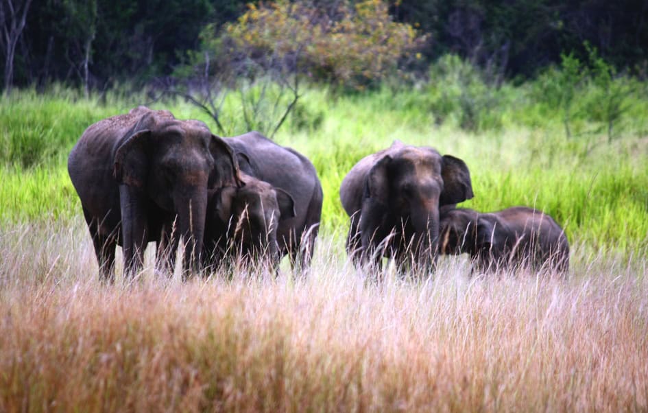 Elephants in Maduru Oya National Park