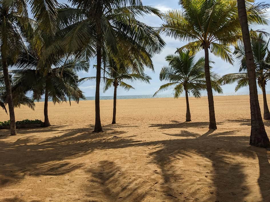 Palm Trees - Negombo Beach