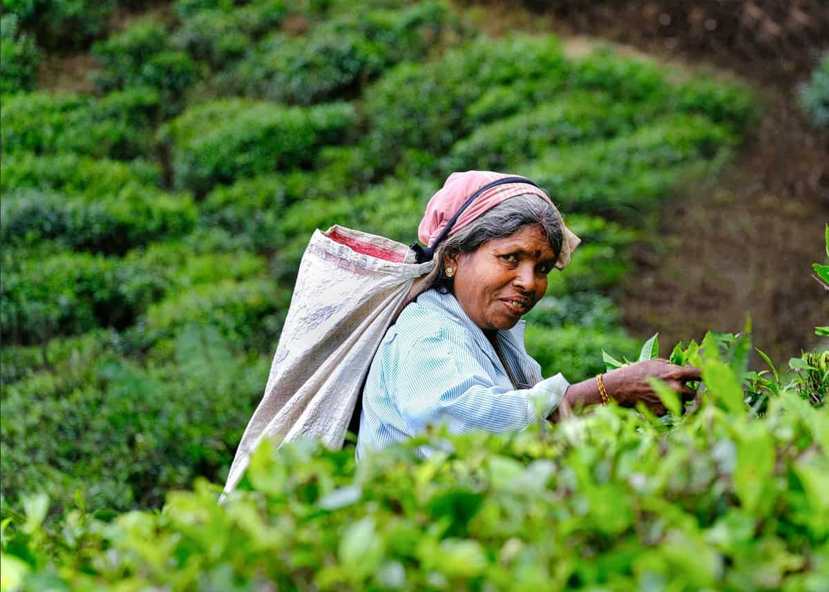 Plucking Tea Leaves in Haputale