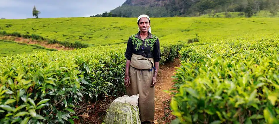 Tea Plantations in Nuwara Eliya