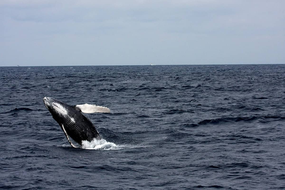 Whale Watching in Kalpitiya