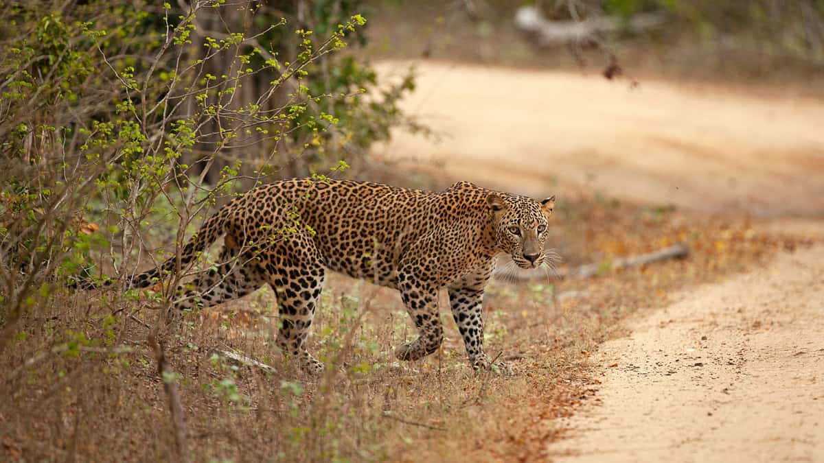 Wildlife in Sri Lanka - Leopard in Yala
