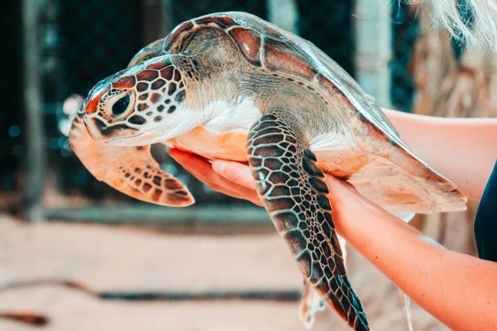 Turtle Conservation Projects