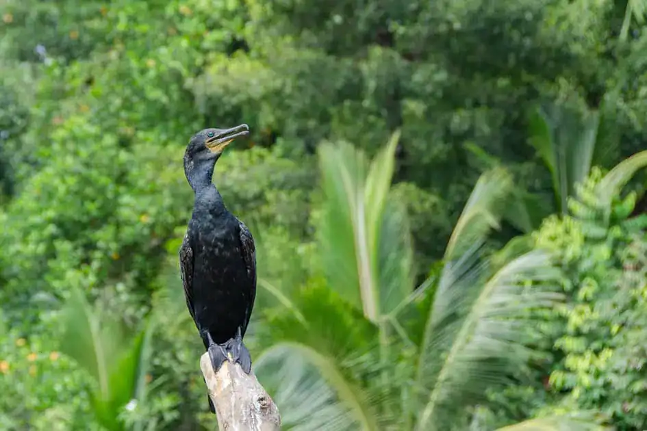 A Cormorant - Madu Ganga