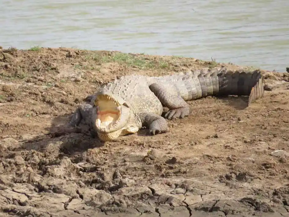 A Crocodile