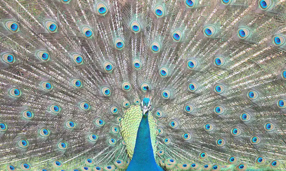 A Peacock