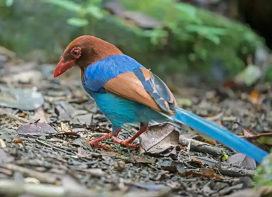 Ceylon Blue Magpie