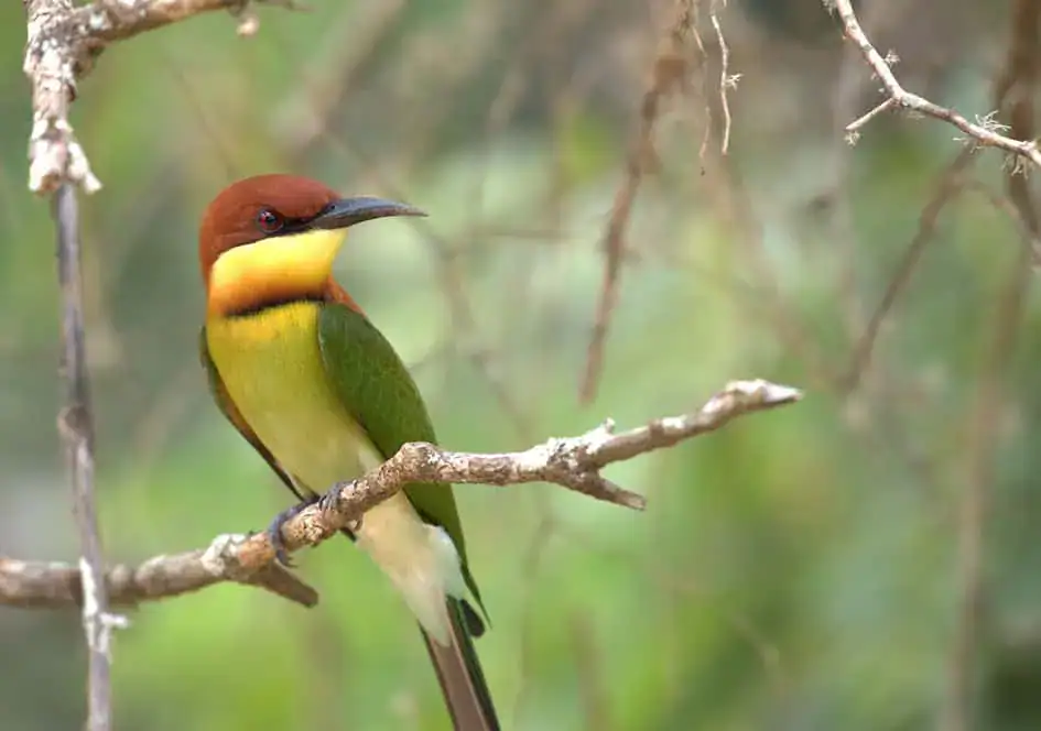 Chestnut-headed Bee-eater