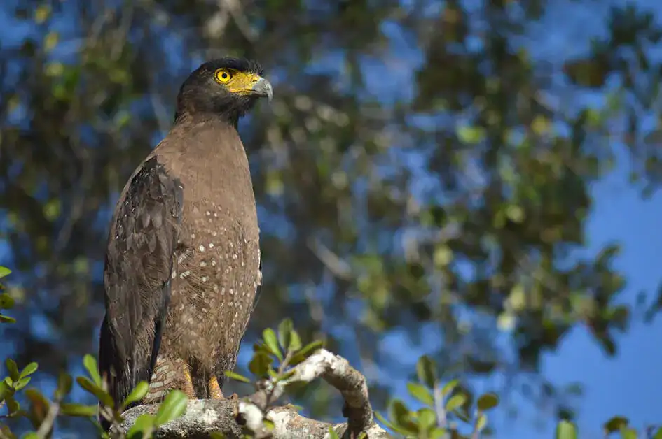Crested Serpent Eagle