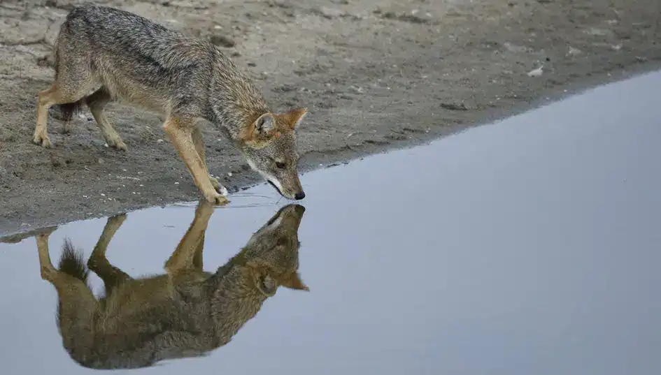 Golden Jackal