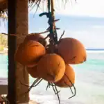 King Coconut - Mirissa Beach, Sri Lanka