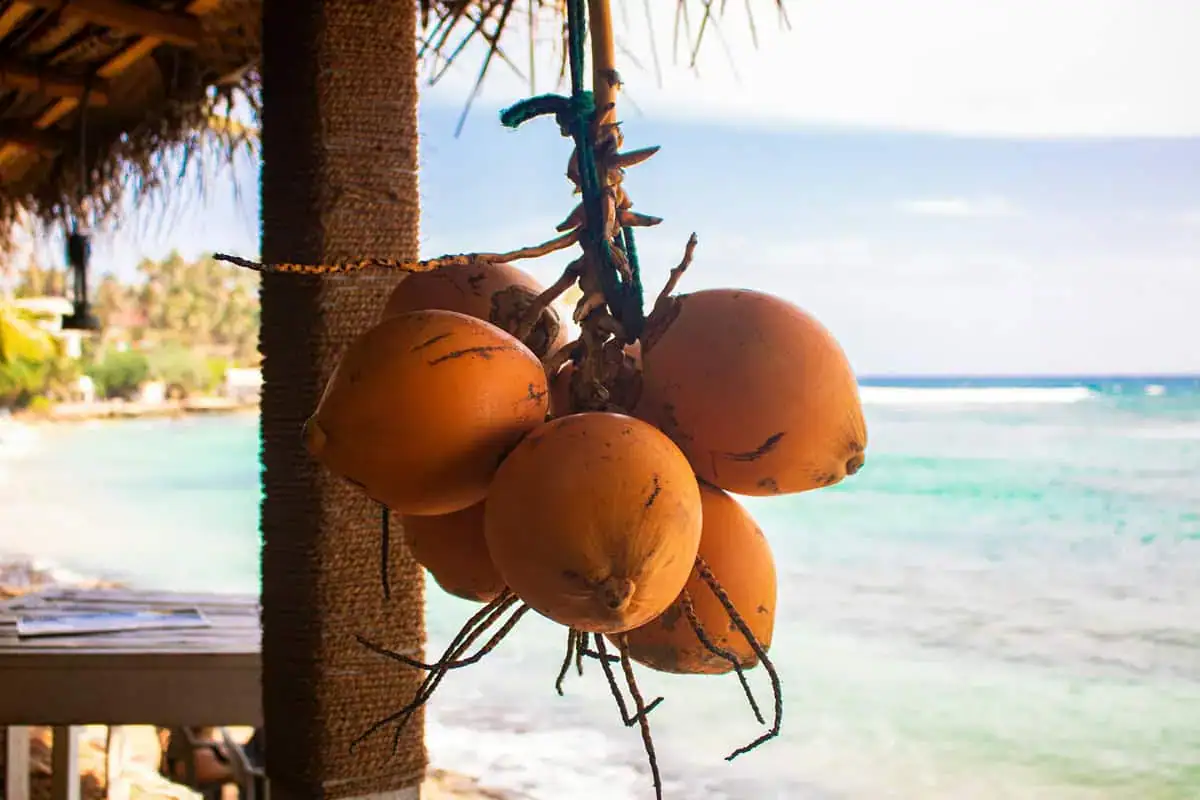 King Coconut - Mirissa Beach, Sri Lanka