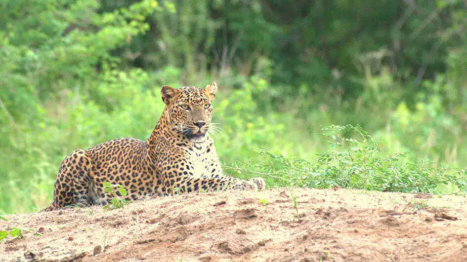 Leopard in Yala