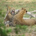 Leopards in Yala National Park
