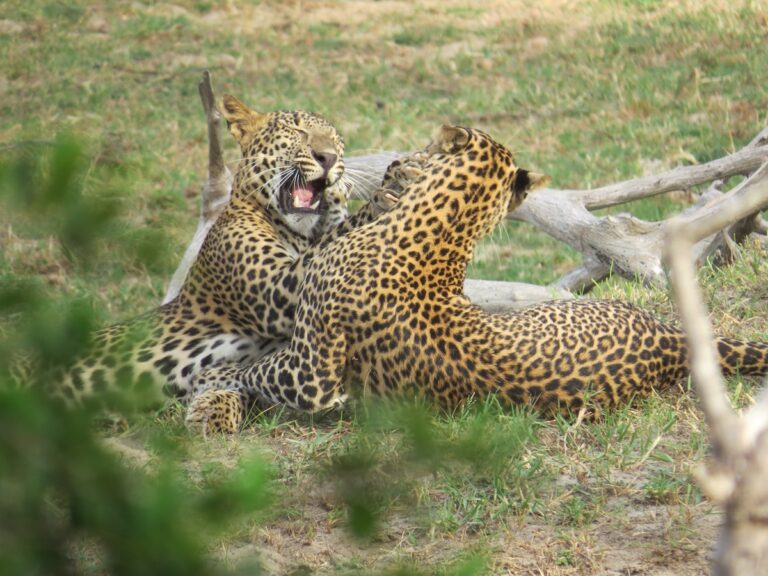 Leopards in Yala National Park