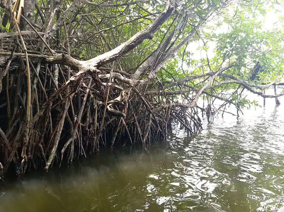 Mangroves - Madu Ganga