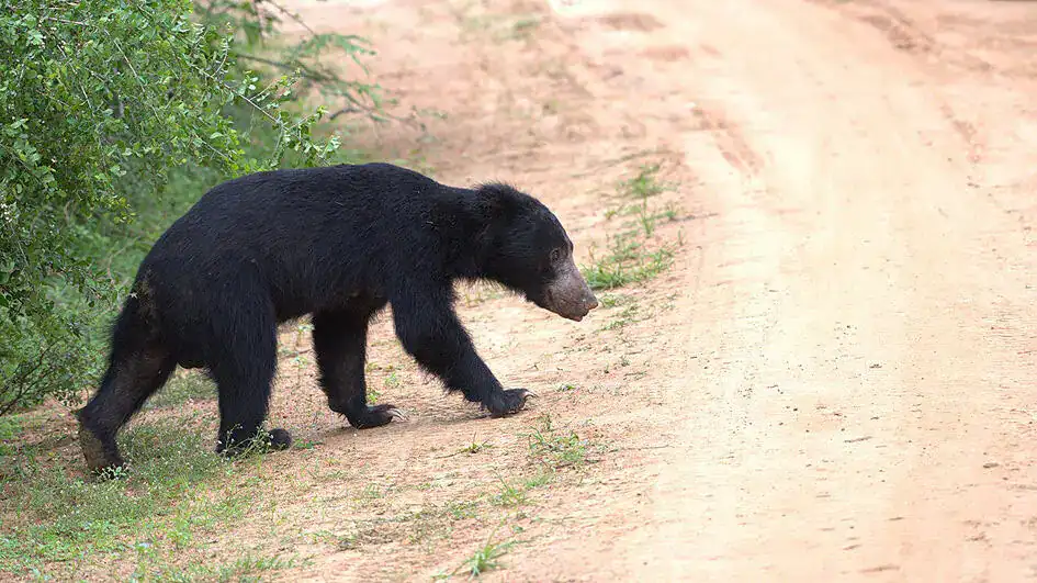 Sloth Bear