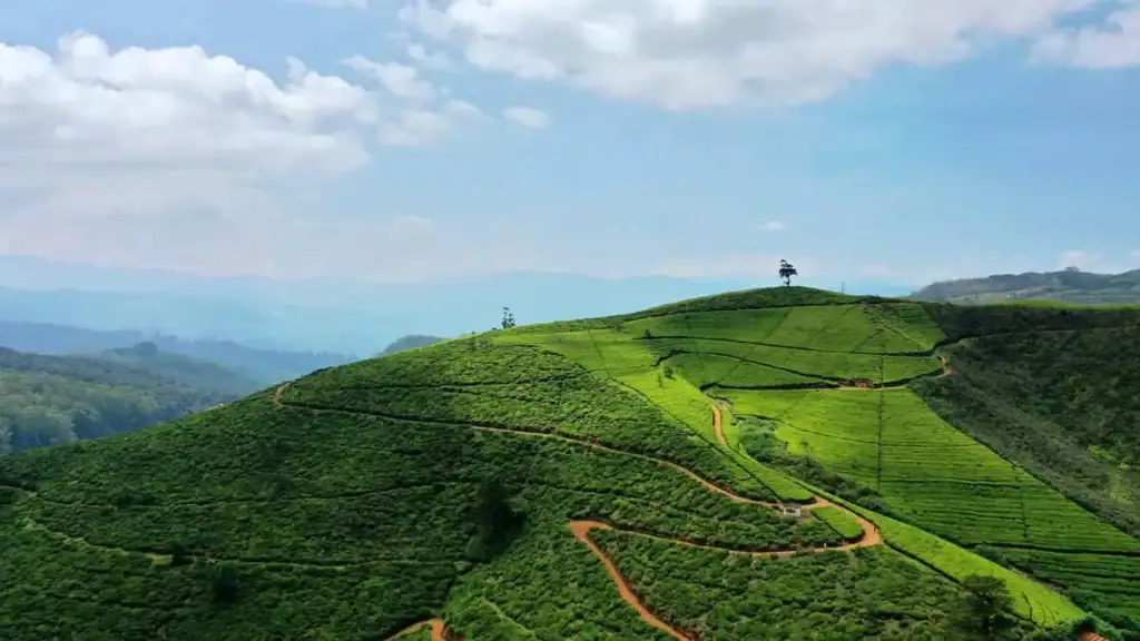Tea Hills in Nuwara Eliya