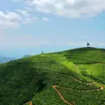 Tea Hills in Nuwara Eliya