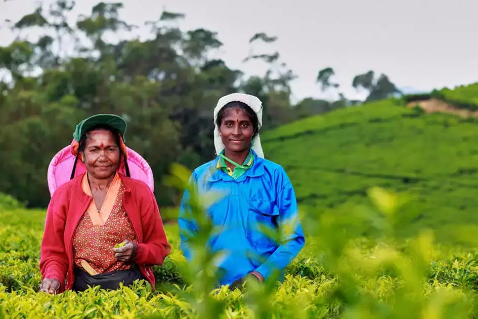 Tea Picker, Nuwara Eliya