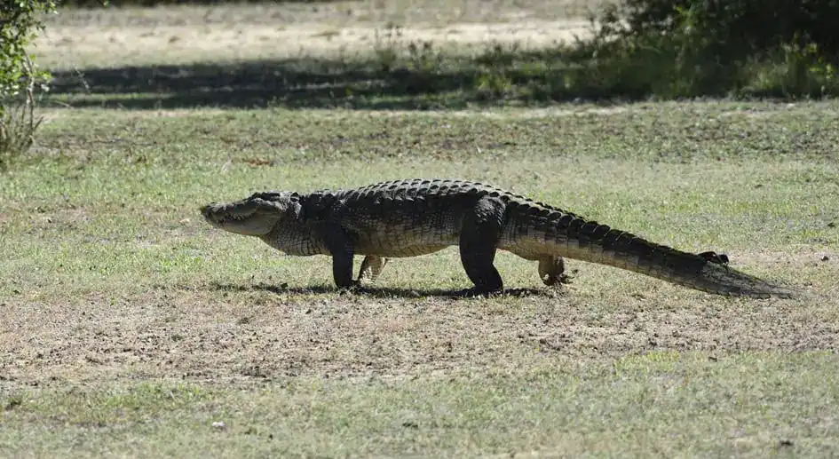 A Crocodile in Wilpattu National Park
