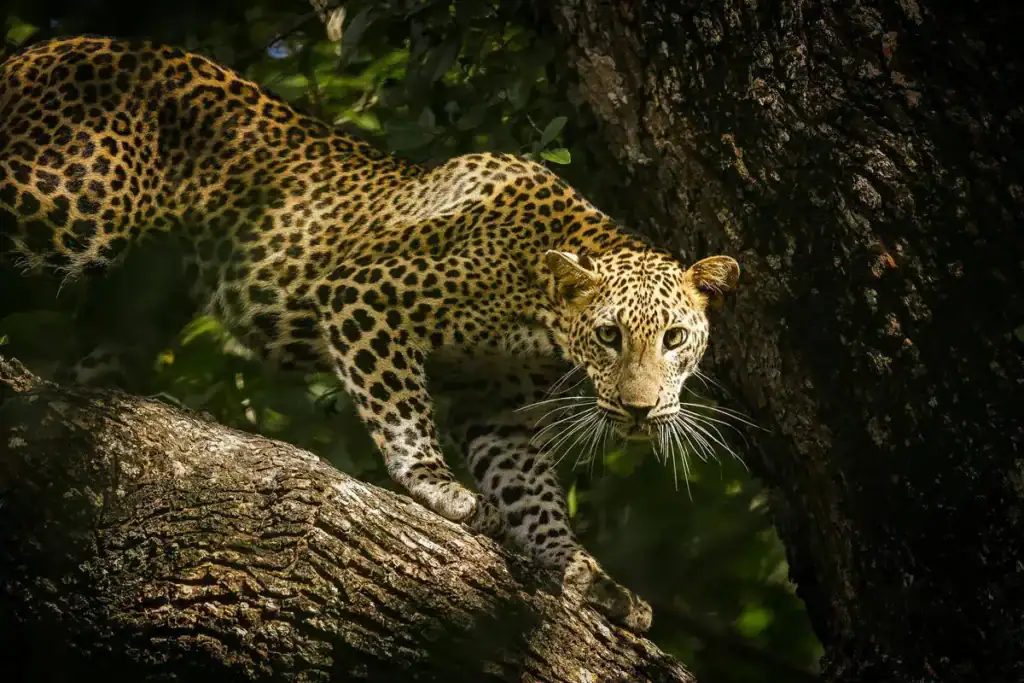 Leopards in Sri Lanka