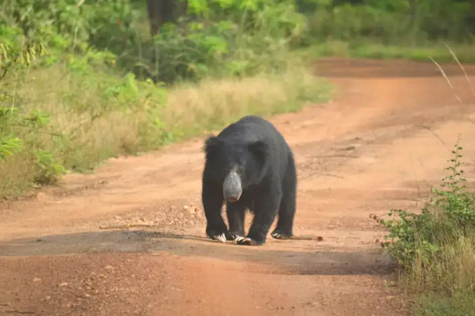 A Sloth Bear - Wilpattu National Park