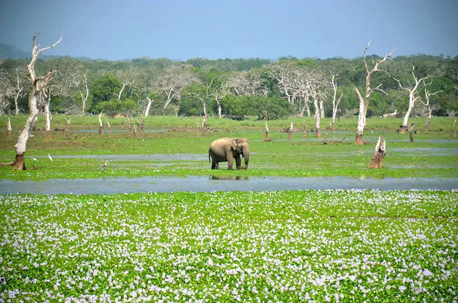 A Wild Elephant - Yala National Park