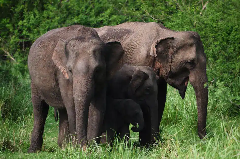 An Elephant Family in Minneriya National Park
