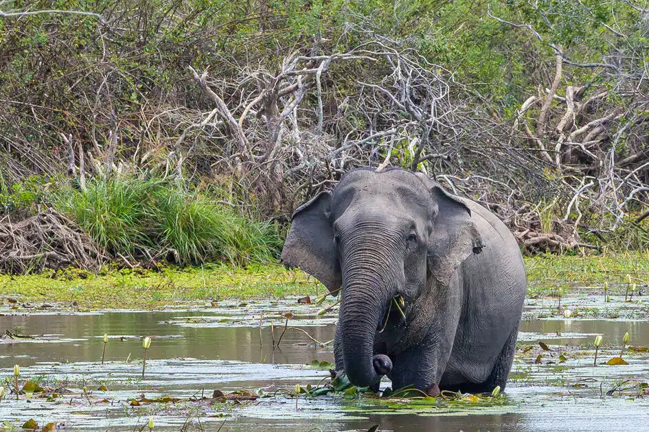 An Elephant - Kumana National Park