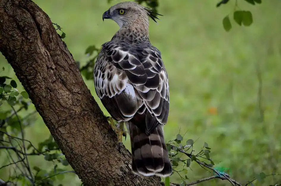 Crested Hawk Eagle in Udawalawa National Park