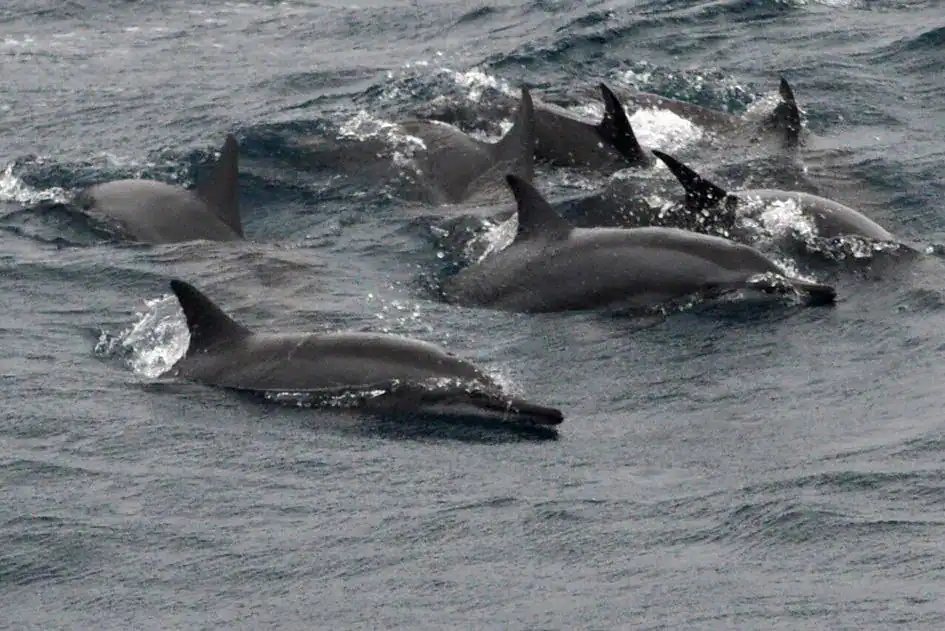 Dolphins in Mirissa