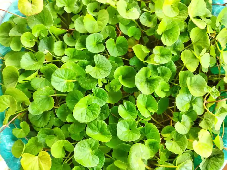 Gotukola - Centella_asiatica