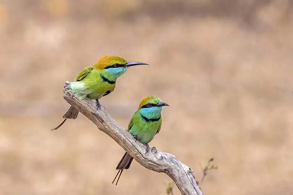 Green Bee-eaters in Bundala National Park
