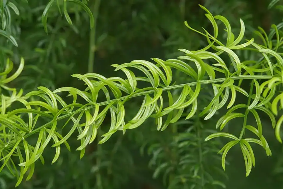 Hathawariya - Asparagus racemosus