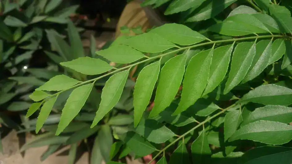 Karapincha (Curry Leaves) - Murraya_koenigii