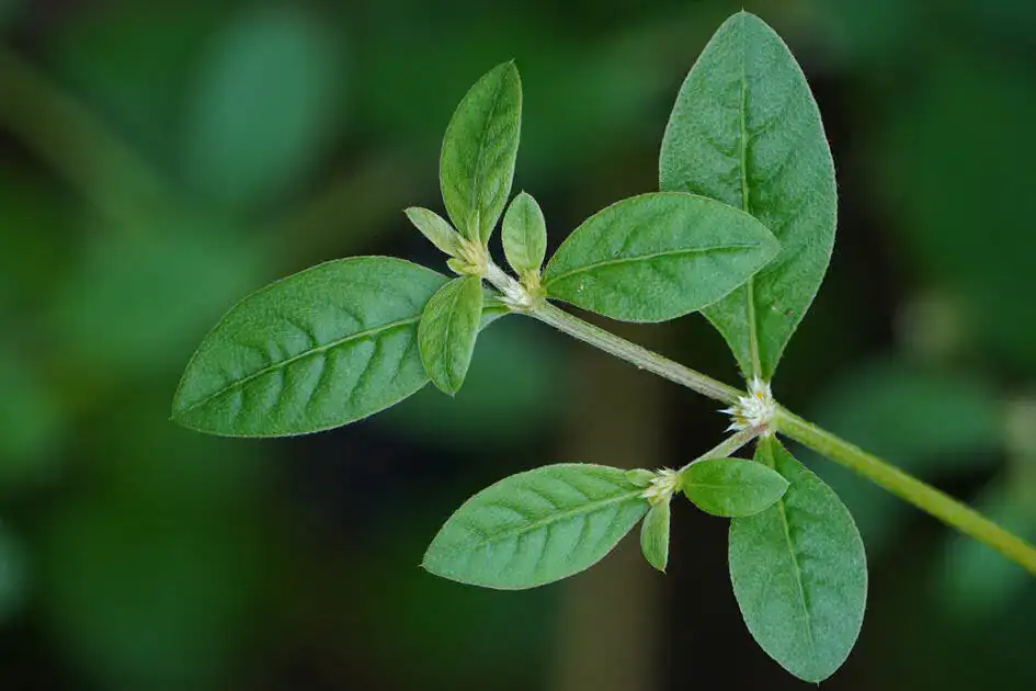 Mukunuwenna - Alternanthera sessilis