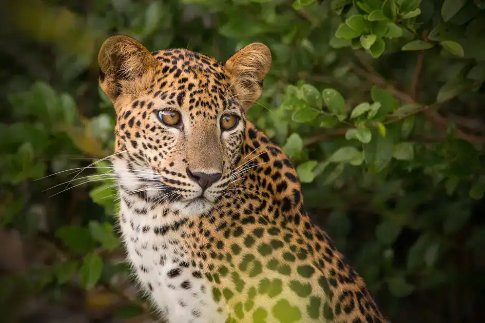Sri Lankan Leopard - Wilpattu National Park