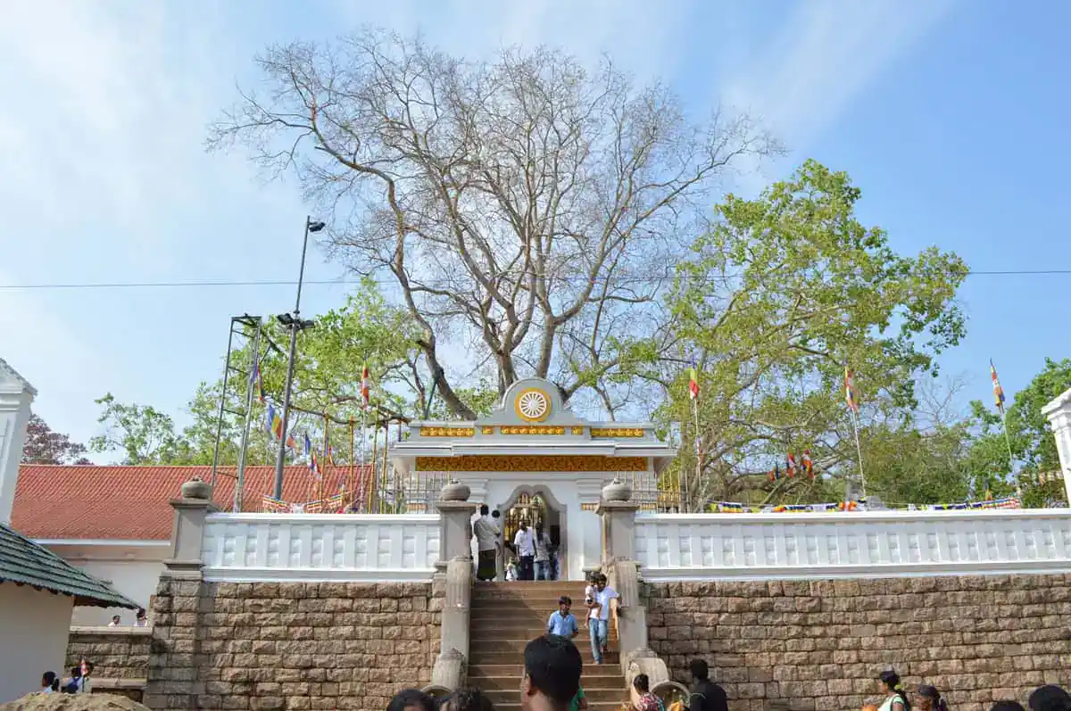 Sri Maha Bodhi Tree