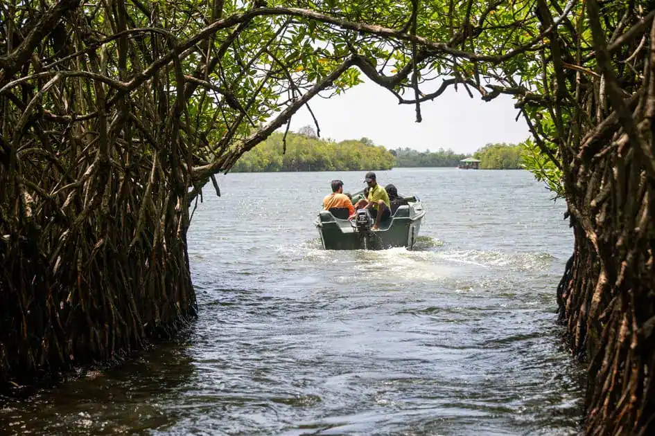 Through the Mangroves