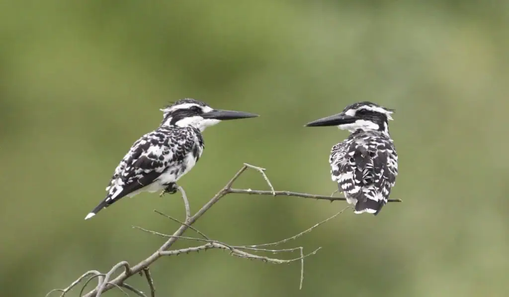A Discussion - Two Pied Kingfishers