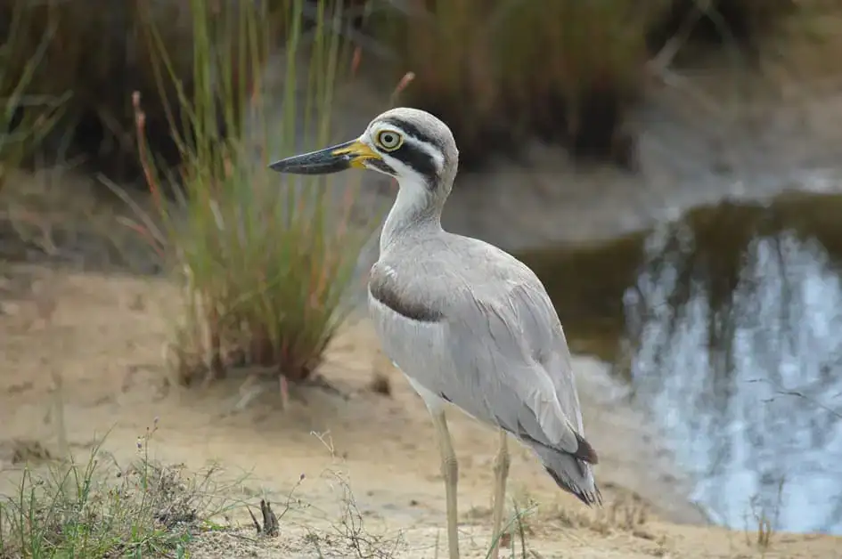 A Great Thick-knee