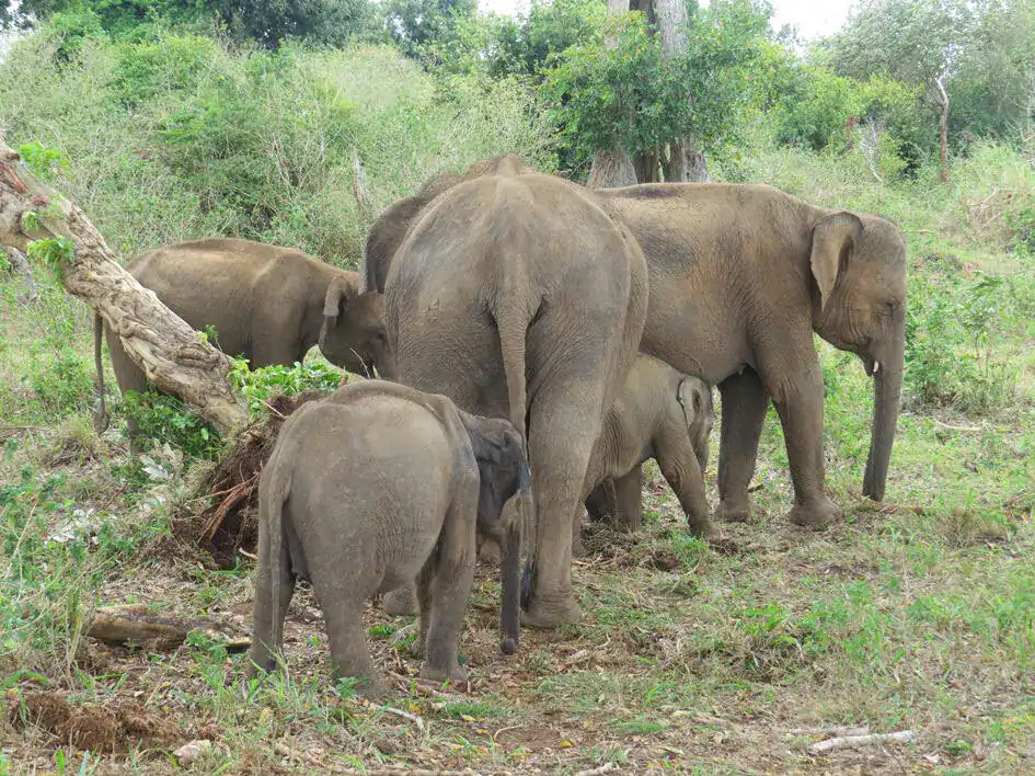 A Small Herd of Elephants